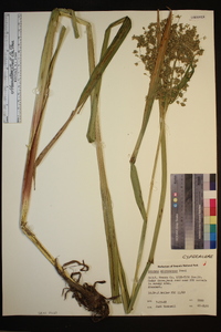 Scirpus microcarpus image